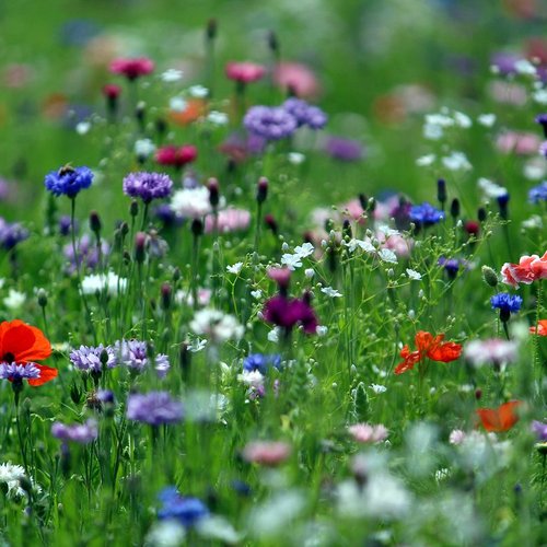 Kvetnata-louka-v-Novodvorske-ulici-zari-barvami-009-09